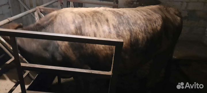 Телка стальная отел март апрель,тигровая порода