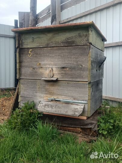 Пчелиные ульи