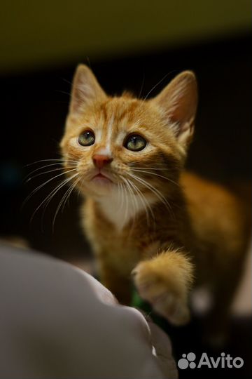 Рыжий котенок мальчик
