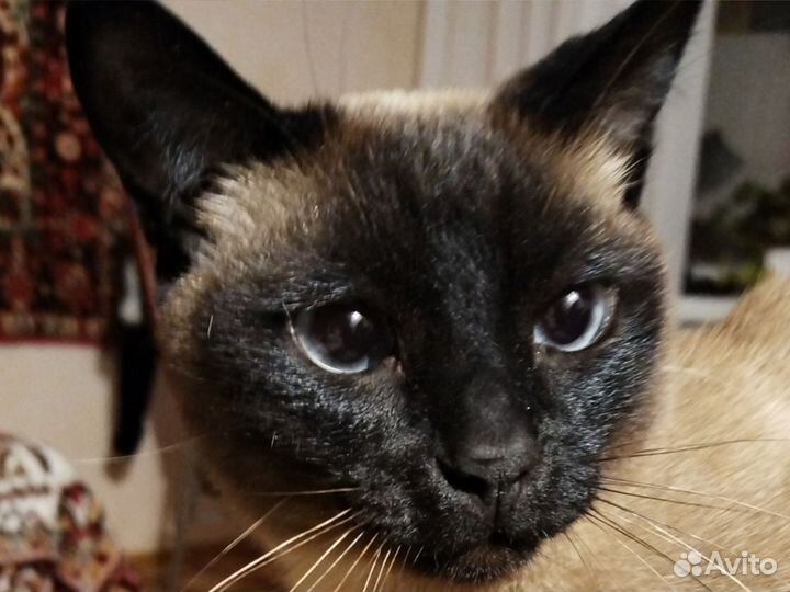Отдам кота в добрые руки бесплатно