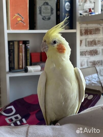 Попугай корелла мальчик и девочка, пара