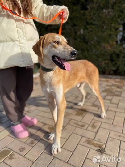 Собака кобель