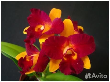 Орхидея каттлея (Cattleya) - tzeng WEN beauty