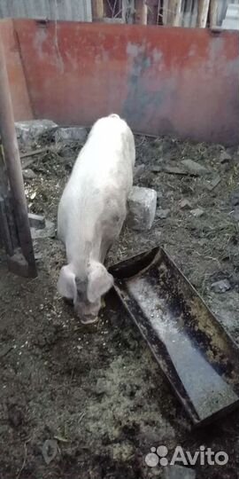 Поросенок ландрас
