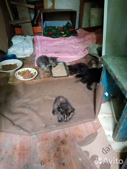 Котёнок Огонёчек