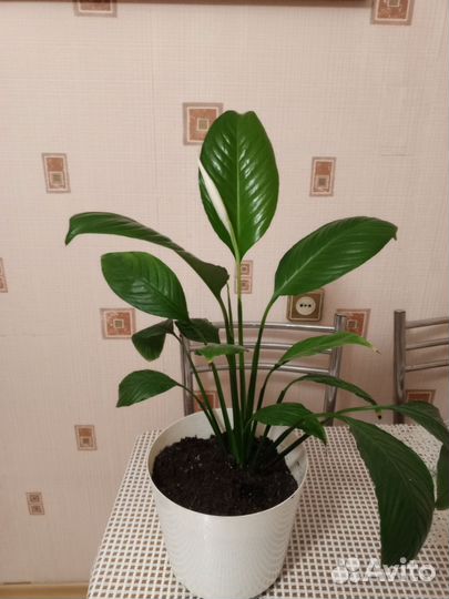 Спатифиллум