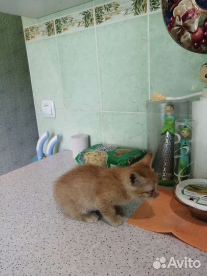 Котёнок бесплатно