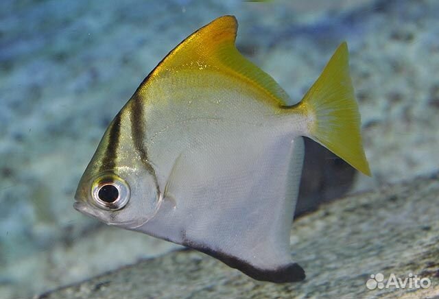 Монодактил серебряный (Monodactylus argenteus)