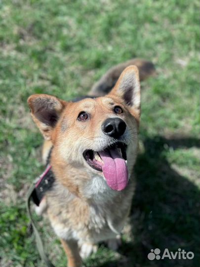 Добрая красивая ласковая собака из приюта ищет дом