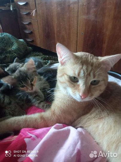 Отдам котят в добрые заботливые руки