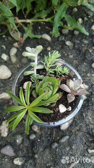 Мини садик. Суккуленты