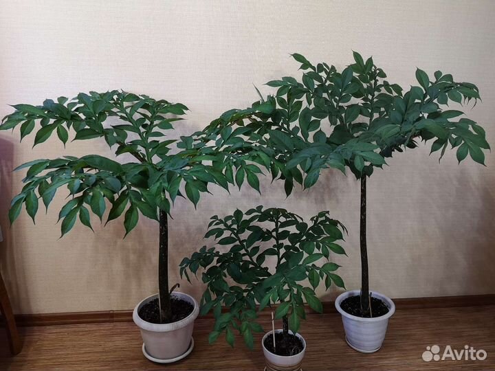 Аморфофаллус