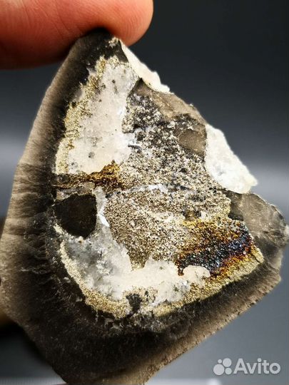 Набор волжских окаменелостей