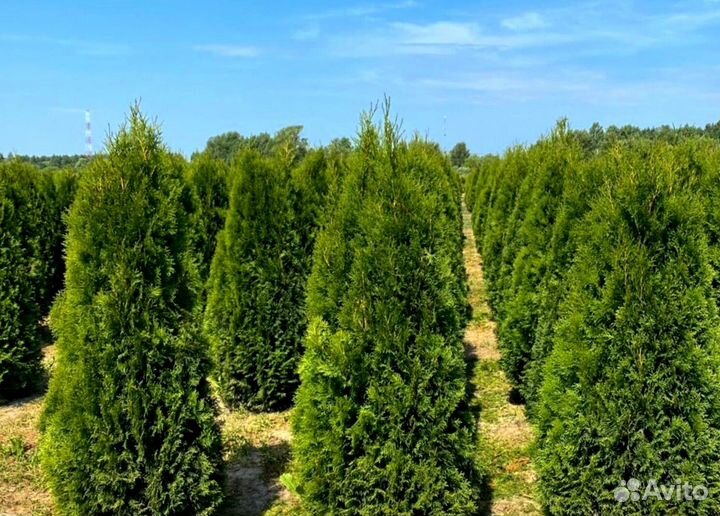 Туя смарагд в кассете оптом