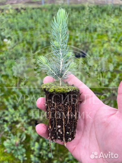 Голубая ель зкс сеянцы