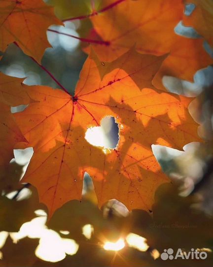 Семейный психолог, сексолог, мотиватор, подруга