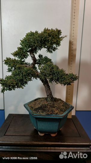 Босай можжевельник Япония живой