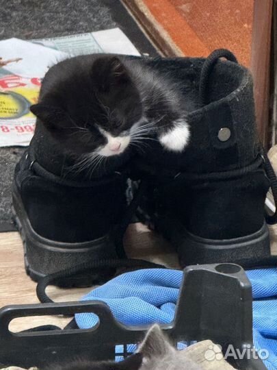 Котята в добрые руки приучены к лотку