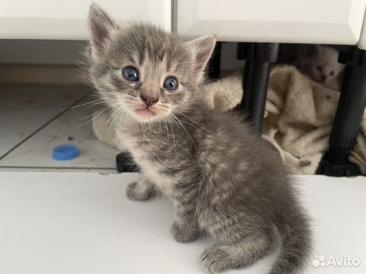 Котята в добрые руки 1 месяц