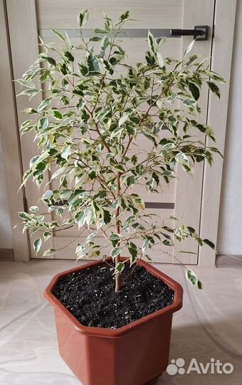 Фикус, денежное дерево