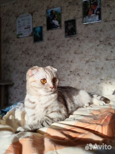 Британские котята