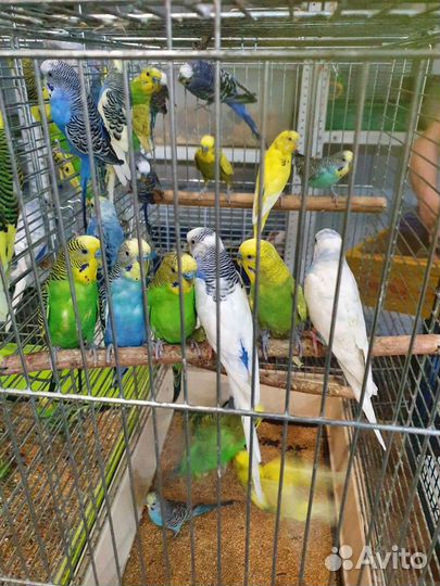 Волнистый попугай самка самец