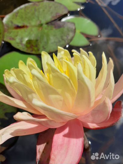 Нимфеи для пруда