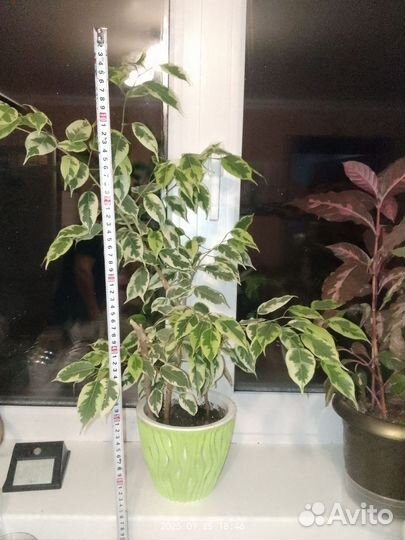 Фикус бенджамина