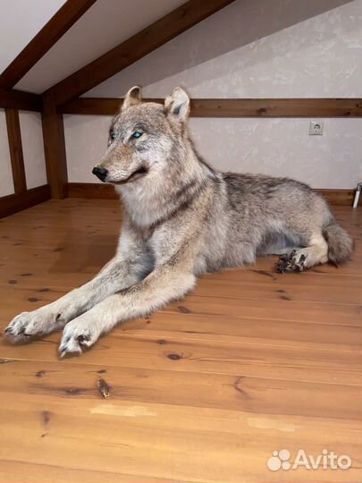 Волк чучело