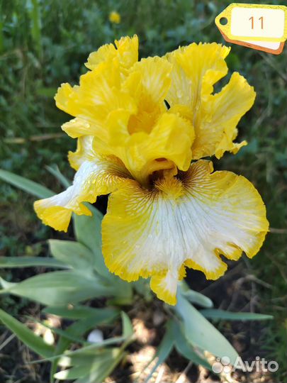 Ирисы бородатые сортовые