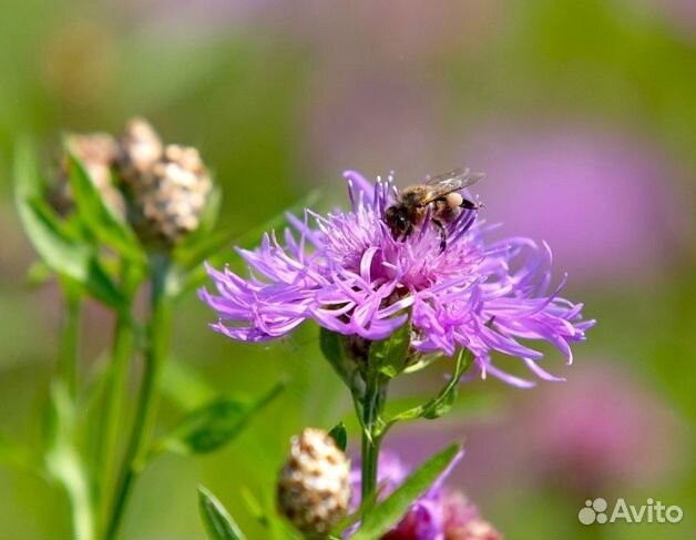 Мёд 2024 года из Алтая опт