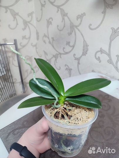 Орхидея пелорик