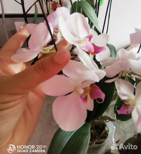 Орхидея фаленопсис Монро не цветущие