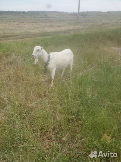 Коза ламанча