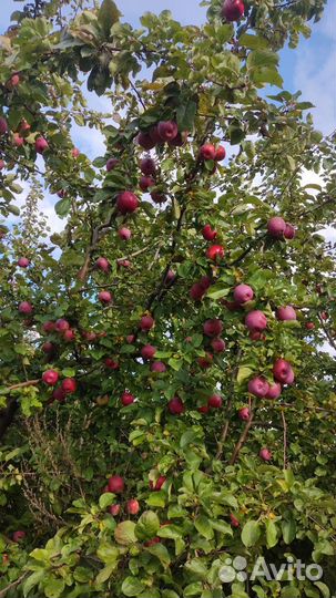 Домашние яблоки ручной сбор