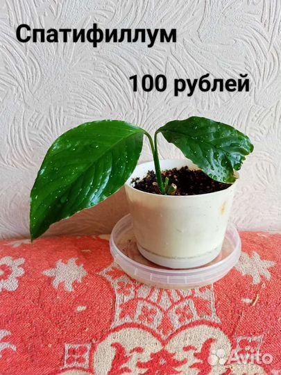 Спатифиллум