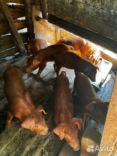 Поросята дюрок