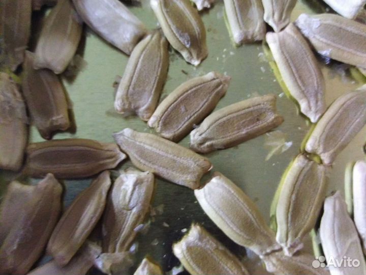 Лагенария семена