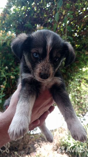 Щенки в добрые руки