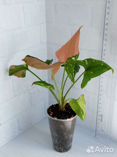 Сингониум Ред Спот Триколор,Империал Вайт