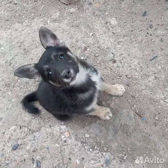 Щенок