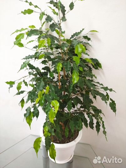 Фикус Бенджамина