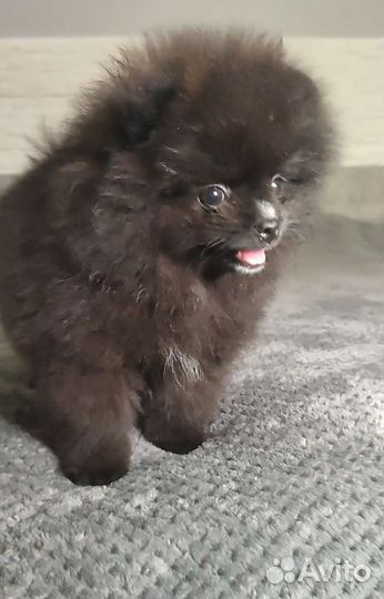Шпиц mini мишка