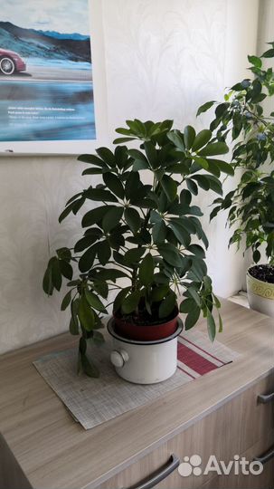 Шеффлера 55см