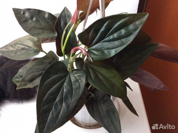 Сингониум RED arrow (черный сингониум)