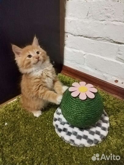 Кошки курильский бобтейл из питомника