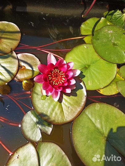 Нимфеи для пруда