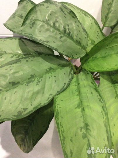 Aglaonema