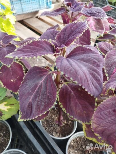 Колеус «Блюме Гиант Экзебишен»