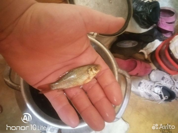 Жевец на судака
